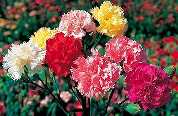 Chabaud Carnation Set – Dianthus Seeds