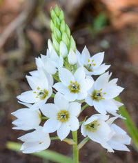 Chincherinchee Ornithogalum White Bulb