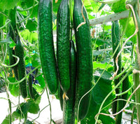 Cucumber- Chinese Snake