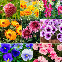 Set of 40 Best  Flower Seeds