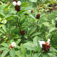 Cheilocostus Speciosus Bulbs