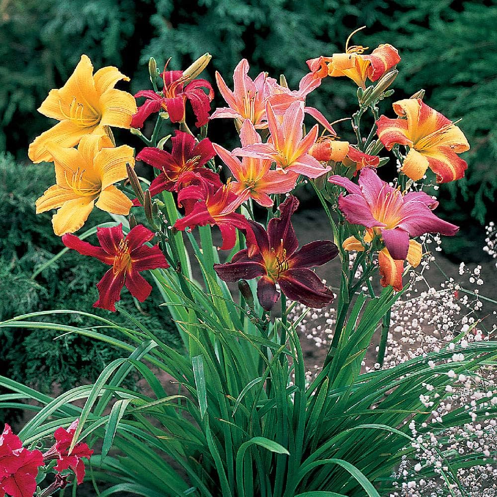 Hemerocallis Day Lily Hybrid Random Color Bulbs