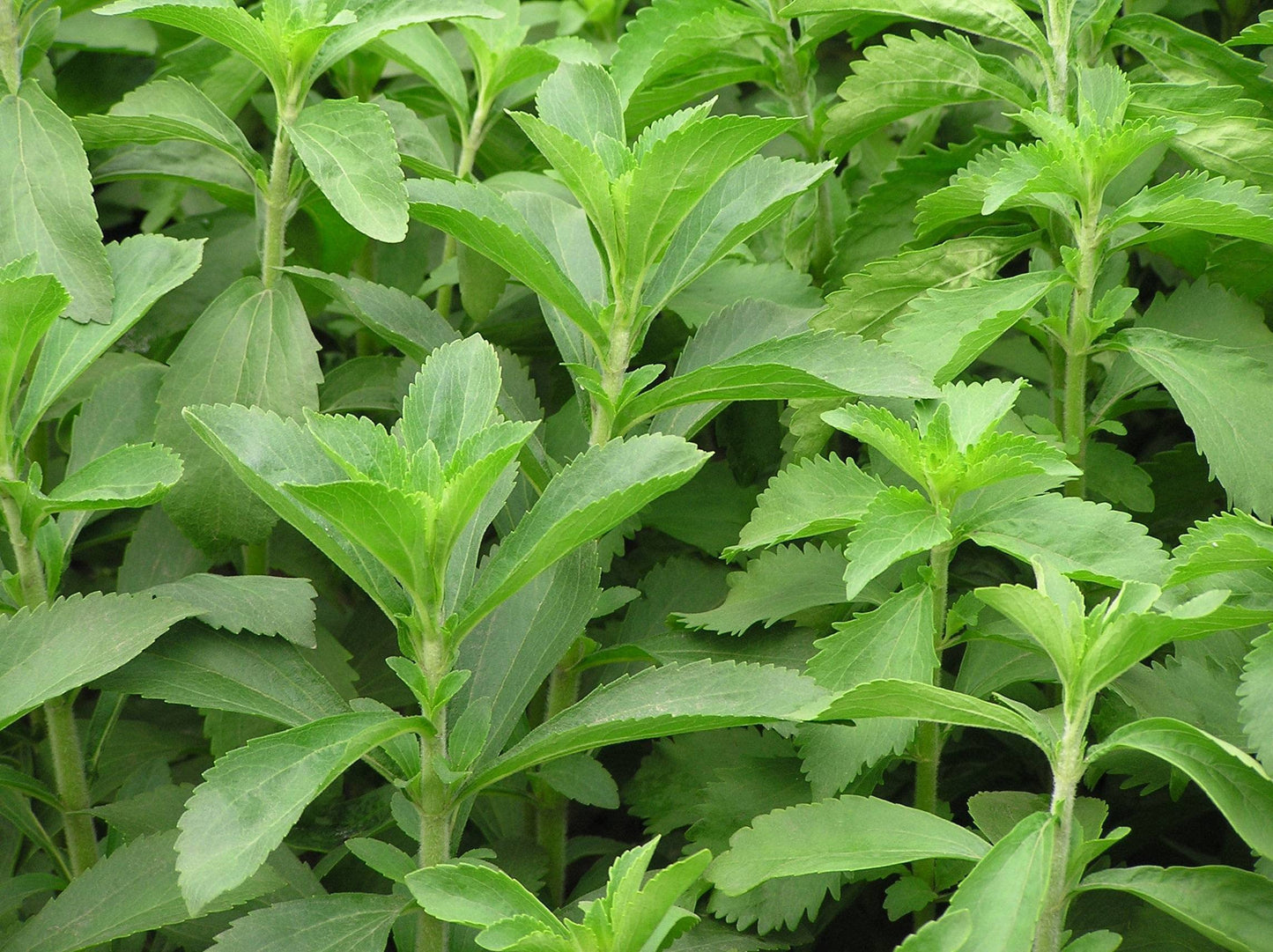 Sweet Stevia Rebaudiana Plant Seeds