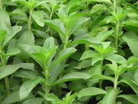 Sweet Stevia Rebaudiana Plant Seeds