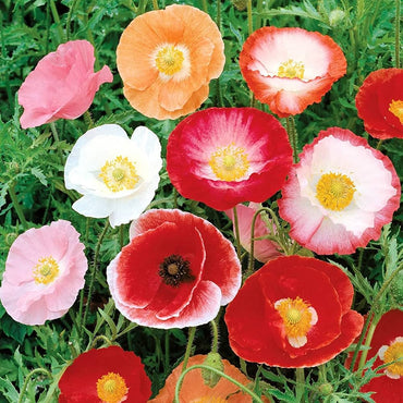 Corn Poppy – Flower Seed