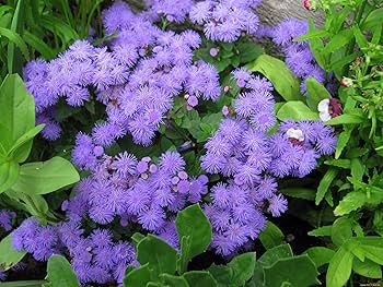 Ageratum- Ball Blue