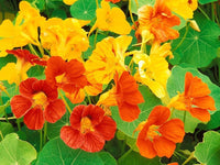 Jewel Mix – Nasturtium Seed