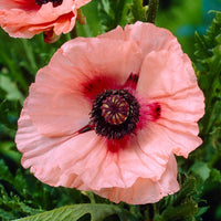 Aglaya Oriental Poppy