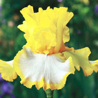 Beauty Becomes Her Bearded Iris