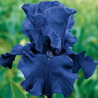 Blueberry Bliss Bearded Iris