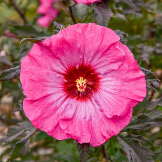 Inner Glow Hibiscus