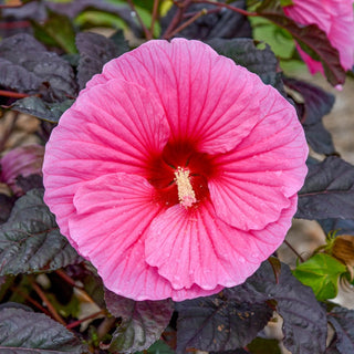 Edge of Night Hibiscus