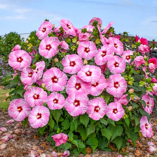 Spinderella Hibiscus