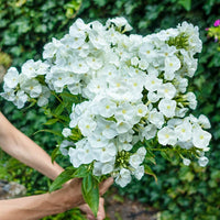 White Titan Phlox Tree