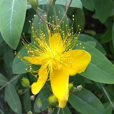 Yellow Hypericum Flower Seeds