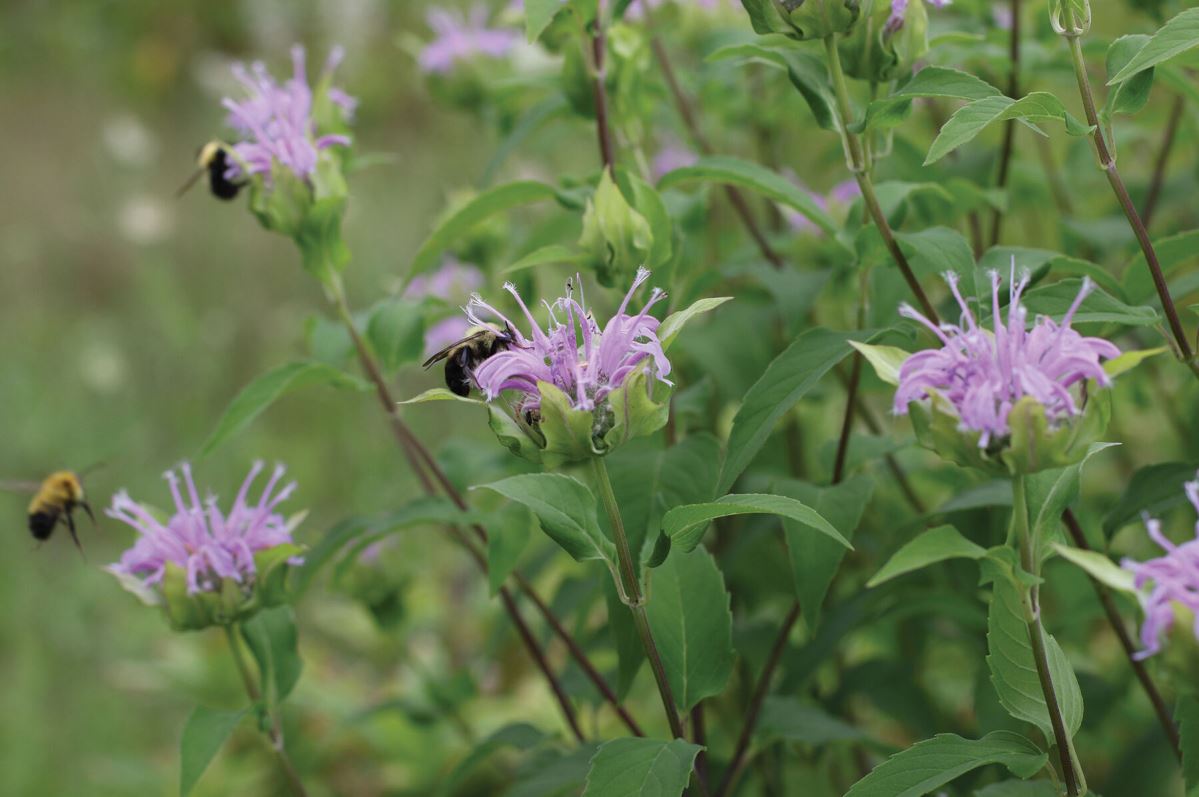 Wild Bergamot – Monarda Seed