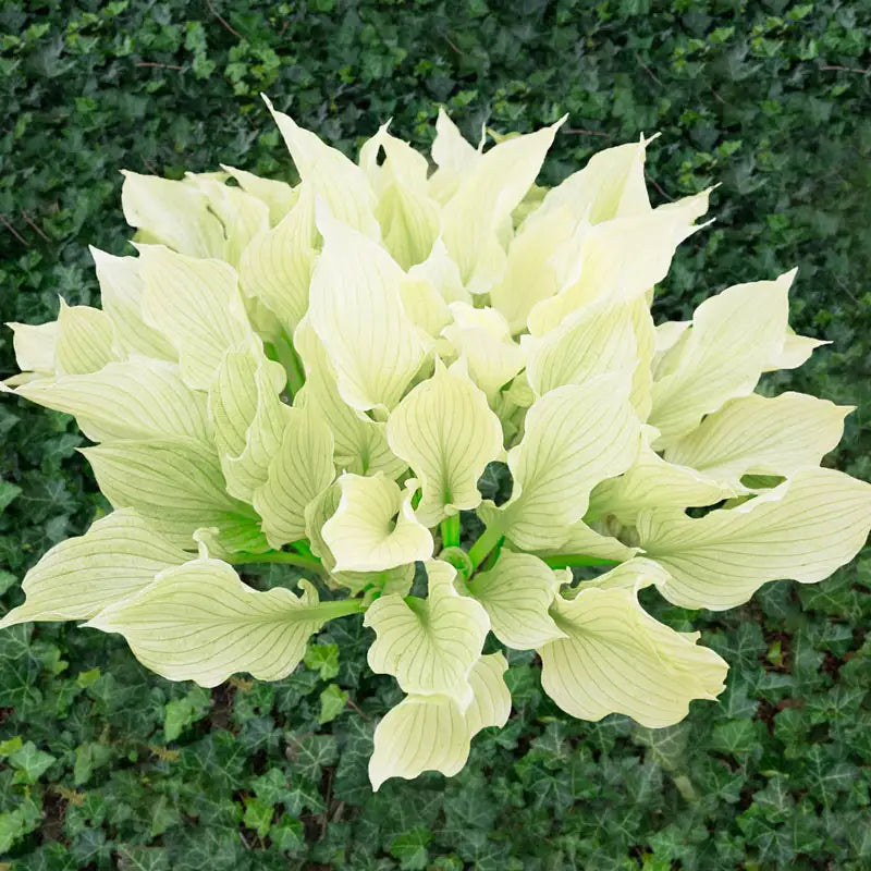 White Feather Hosta