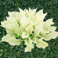 White Feather Hosta Super Sak