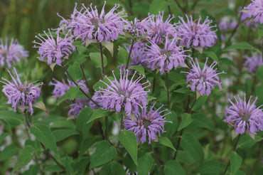 Wild Bergamot – Monarda Seed