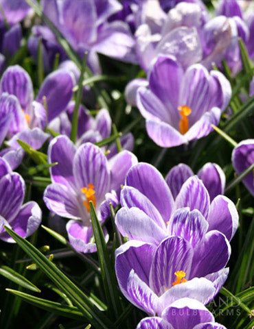 Crocus King of Strips Purple Bulbs