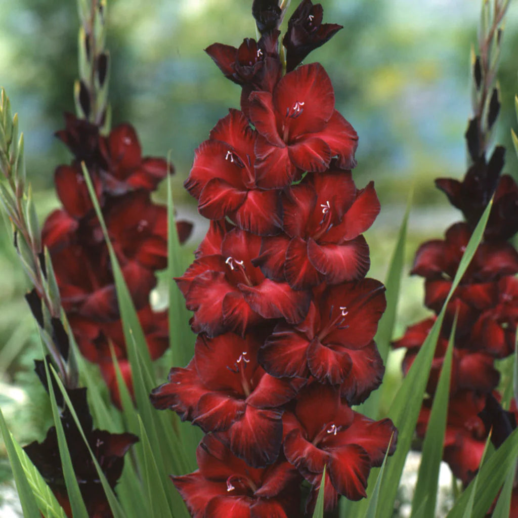 Black Beauty Red Black Bulb