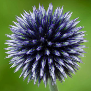 Taplow Blue Globe Thistle