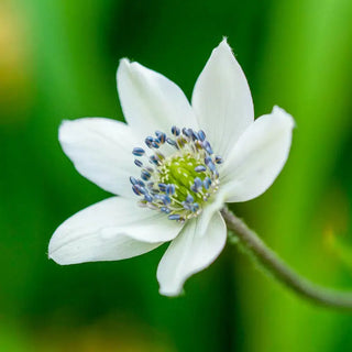 Woodland Anemone