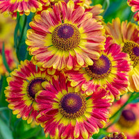 Fuego Helenium