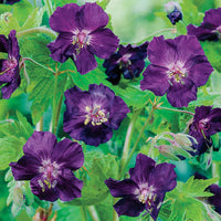 Raven Everblooming Hardy Geranium