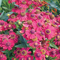 Red Jewel Helenium