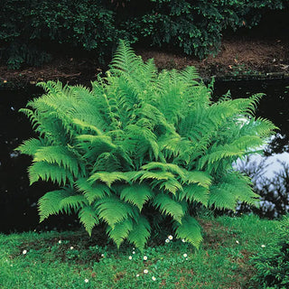 Lady Hardy Fern