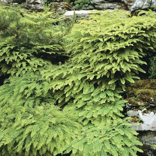 Maidenhair Hardy Fern