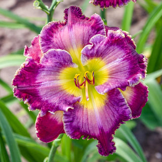 Through a Glass Darkly Reblooming Daylily