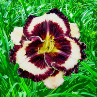 Protègè Reblooming Daylily