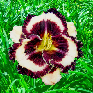 Protègè Reblooming Daylily