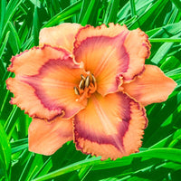 Honey Melon Reblooming Daylily