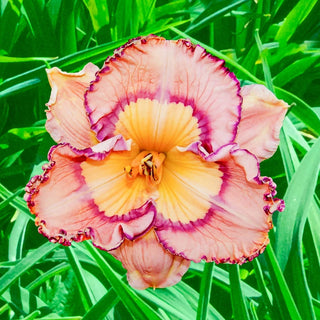 Daringly Different Reblooming Daylily