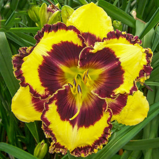 Bach Cantata Reblooming Daylily