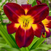 Persian Ruby Daylily