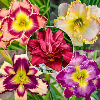 Constant Colour Reblooming Daylily Collection