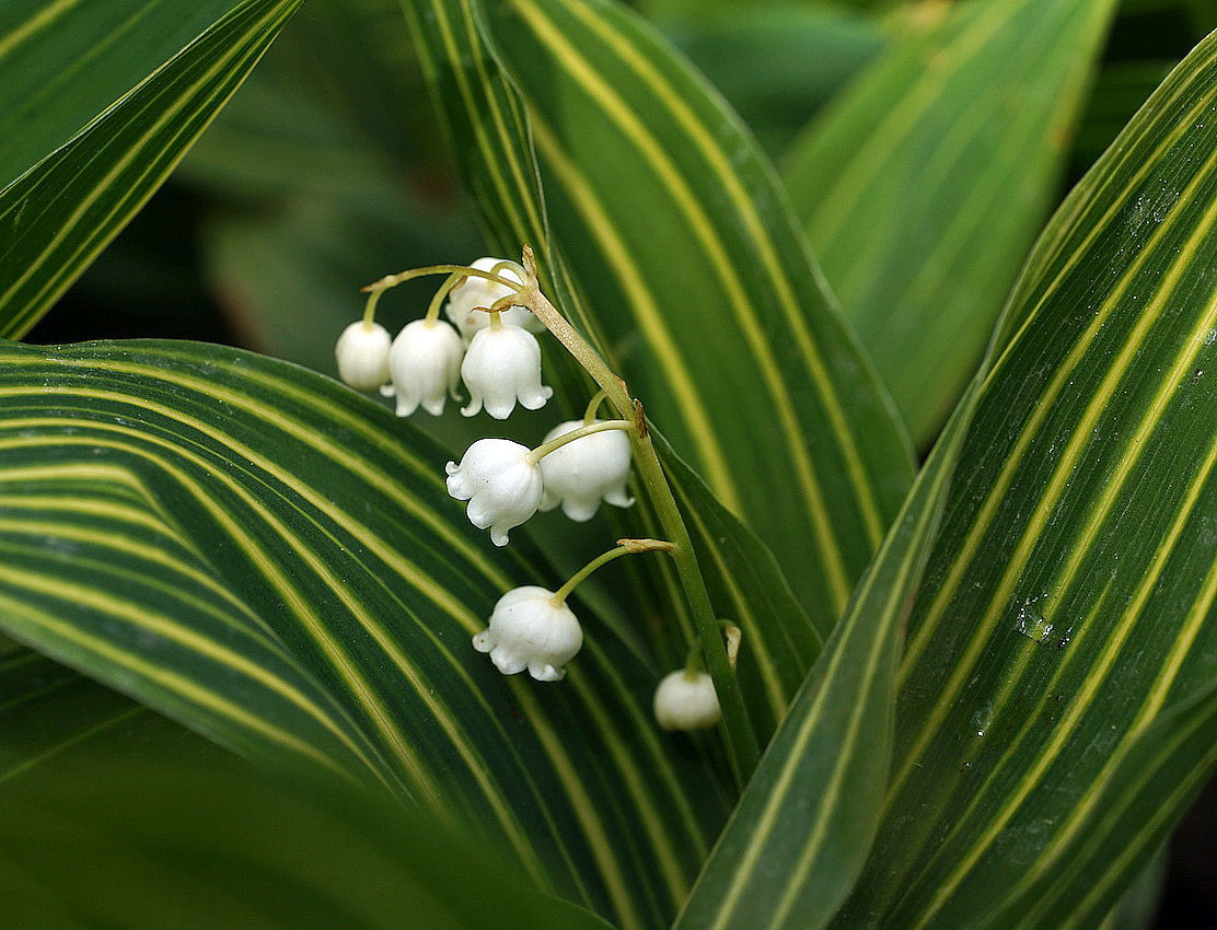 Variegated Lily-of-the-Valley