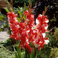 Zizanie Gladiolus