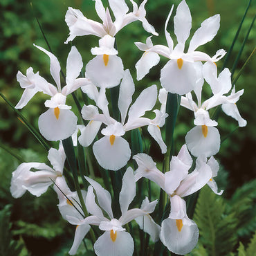 Iris Casablanca White Yellow Bulbs