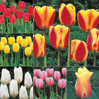 WOW! Perennial Tulip Collection Seeds