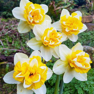 Banana Split Daffodil Seeds