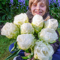 Whipped Cream Tulip Seeds