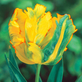 Texas Gold Tulip Seeds