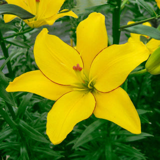 Yellow Cocotte Lily Seeds