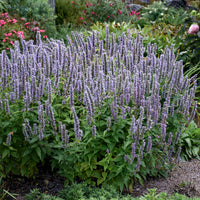 Blue Fortune Anise Hyssop