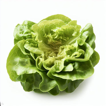 Lettuce- Little Gem